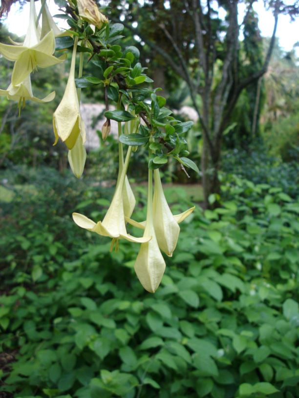 Catesbaea spinosa - lily-thorn