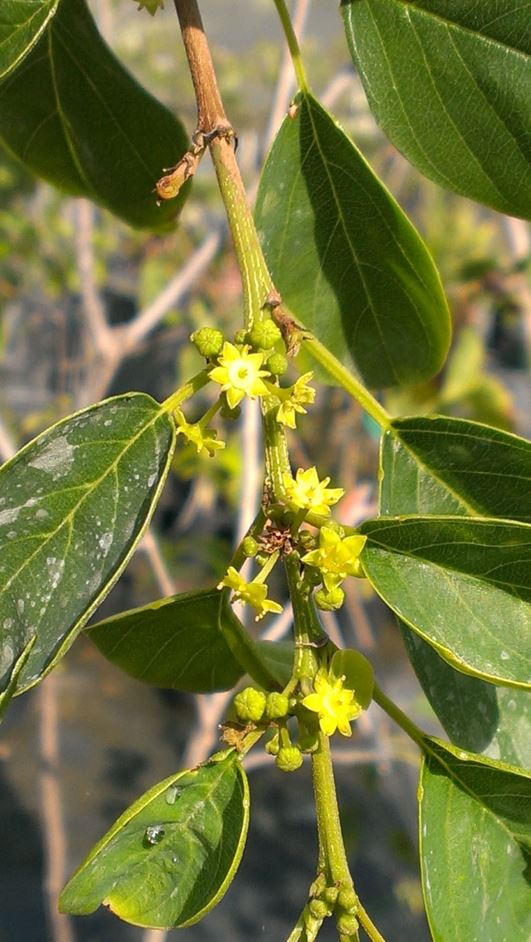 Colubrina elliptica - naked-wood, soldier wood | Fairchild Botanic Garden