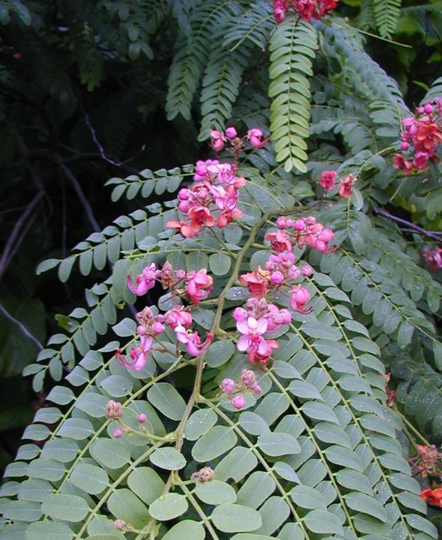 Cassia roxburghii - Ceylon senna