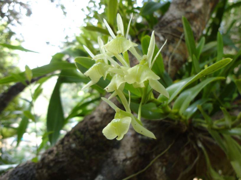 Epidendrum difforme - umbelled epidendrum