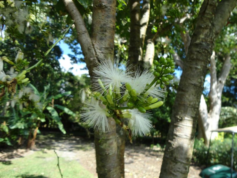 Archidendron lucyi - scarlet bean