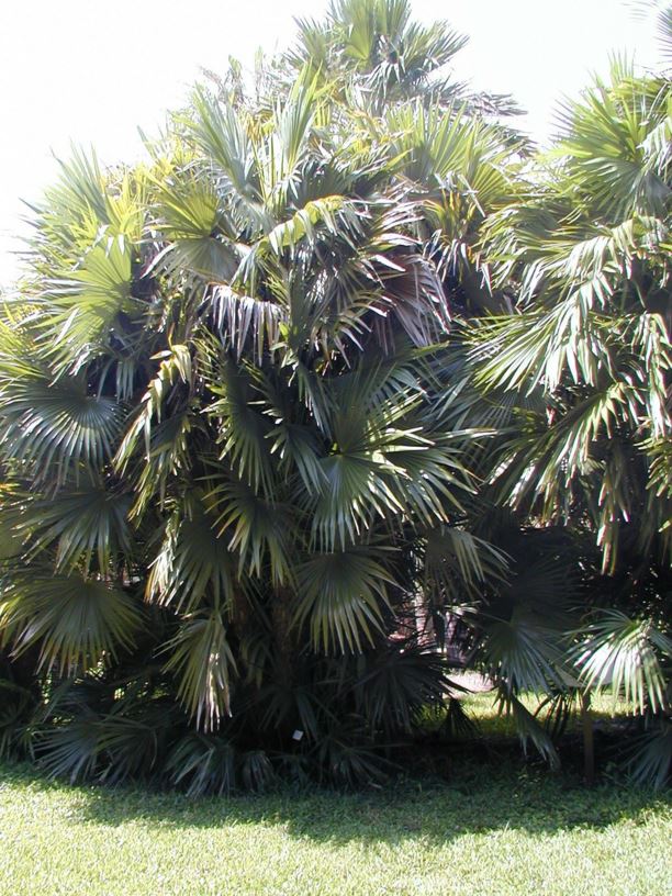 Zombia antillarum - zombi palm