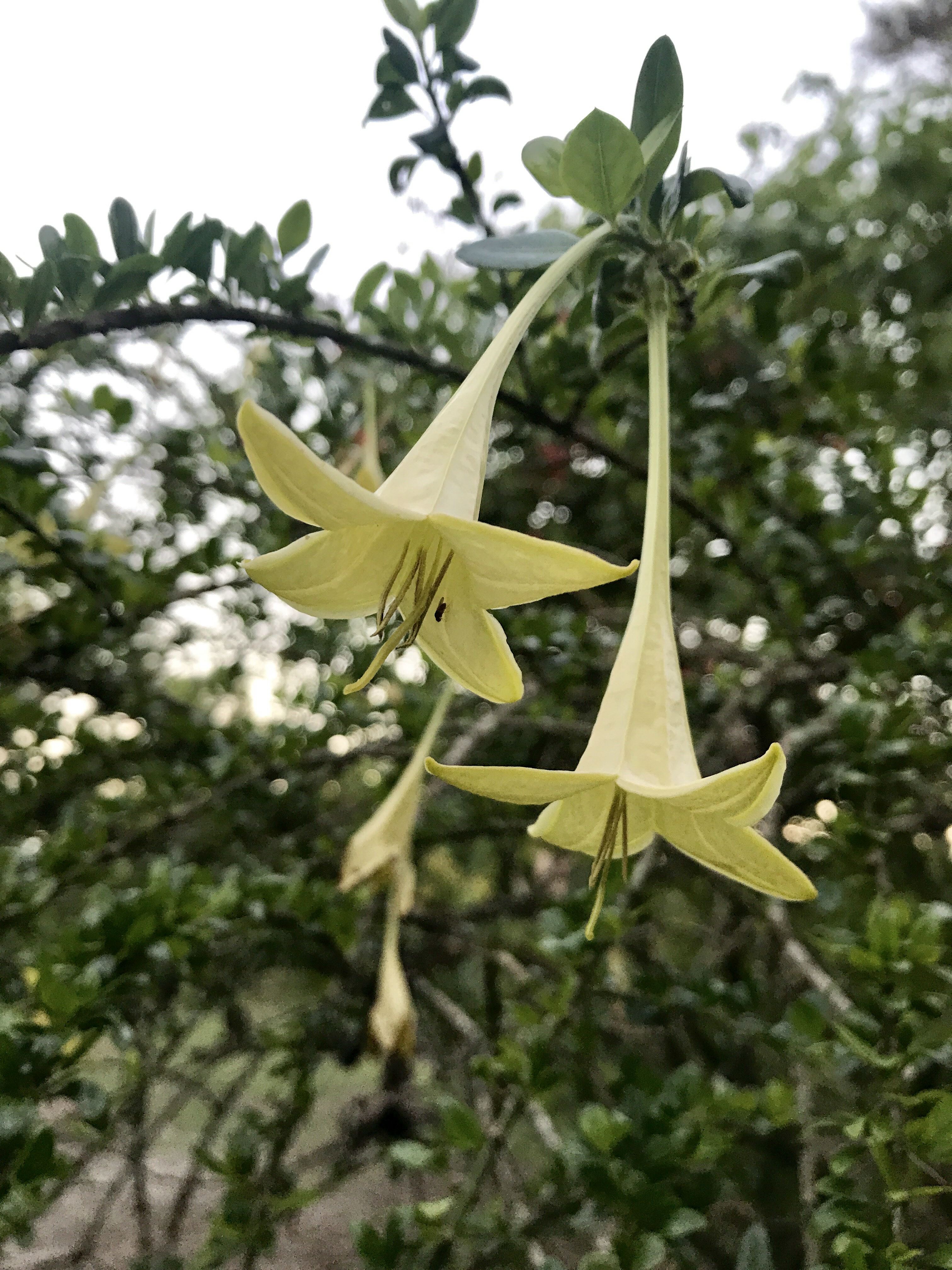 Catesbaea spinosa lilythorn Fairchild Botanic Garden