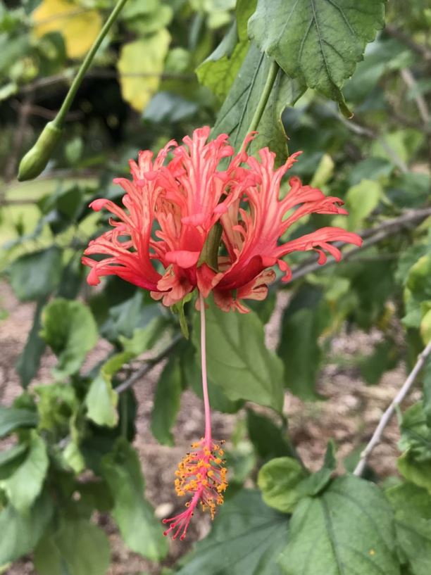 Hibiscus schizopetalus - fringed hibiscus