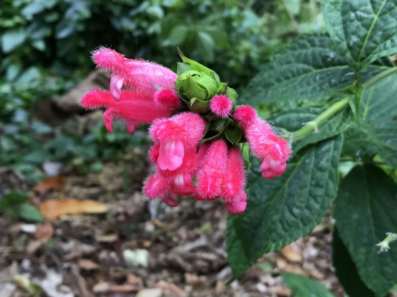 Salvia oxyphora Fuzzy Bolivian Sage Fairchild Botanic Garden