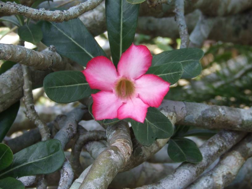 Adenium obesum - desert rose