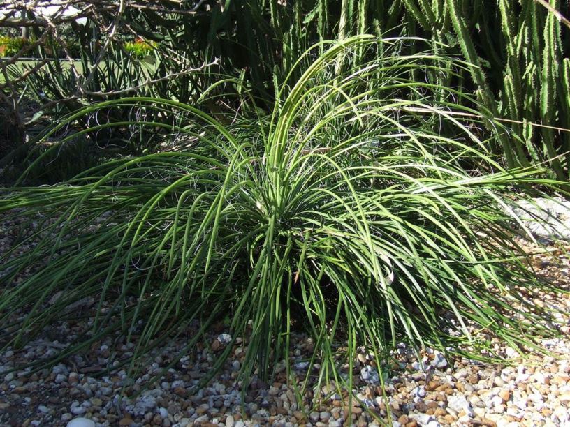 Agave ornithobroma