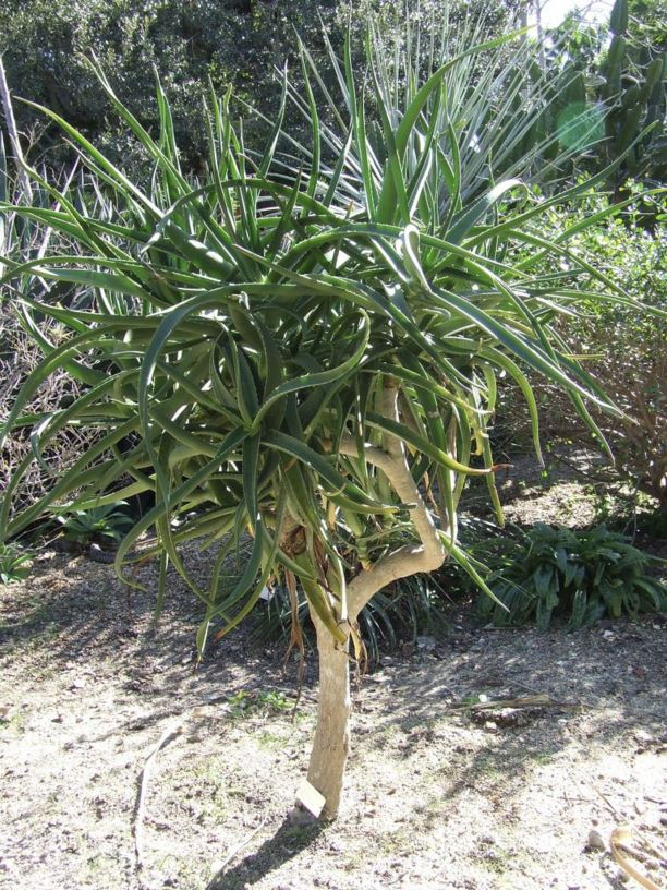 Tonga Tre Aloidendron tongaense - Tonga tree aloe | Fairchild Botanic Garden