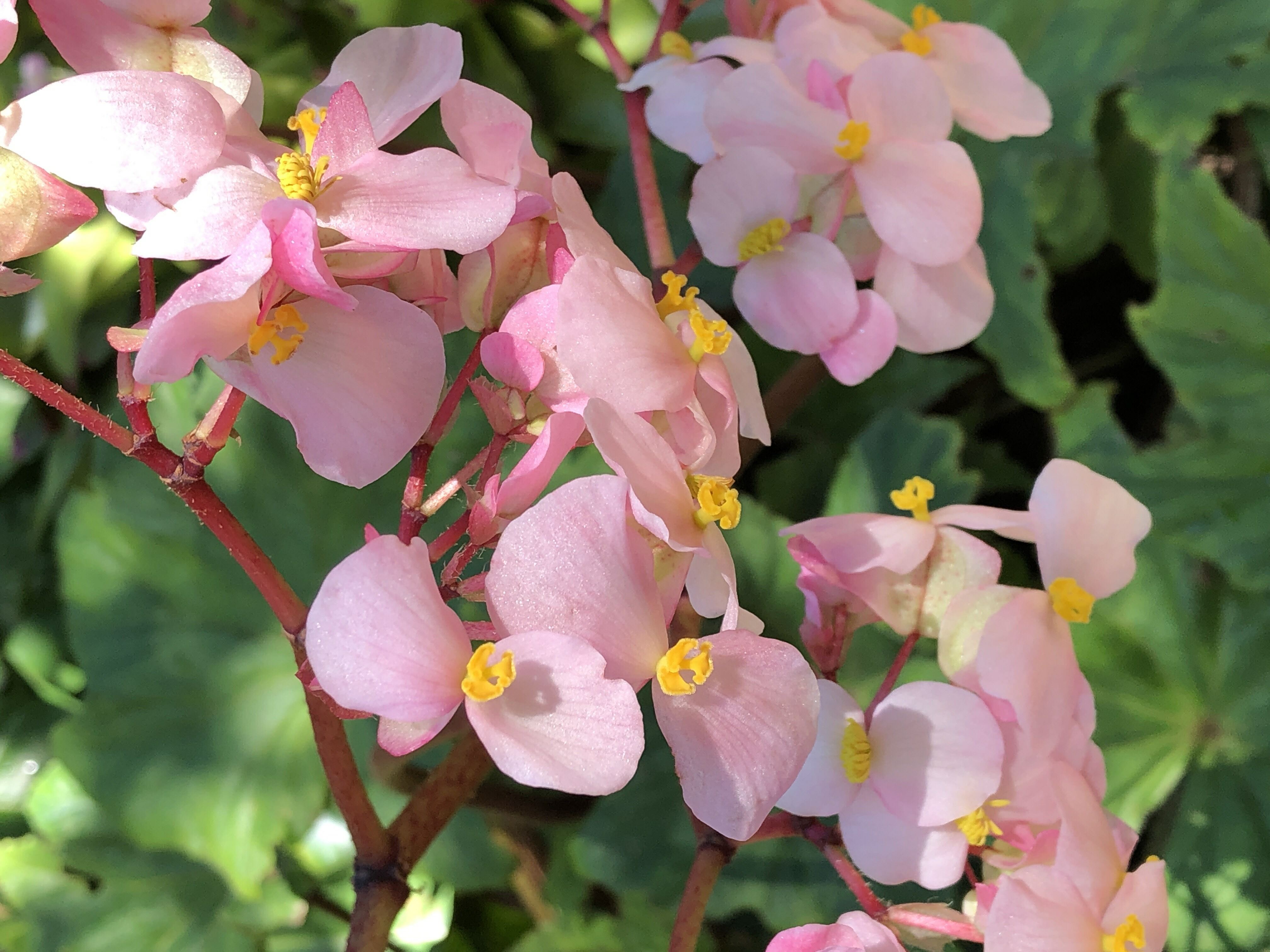 Begonia × ricinifolia - star Begonia