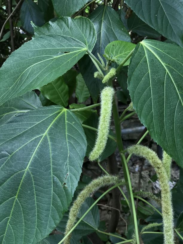 Acalypha hispida 'Alba' white chenille plant Fairchild Botanic Garden
