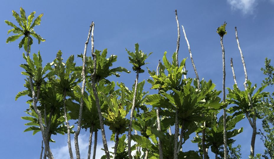 Ficus pseudopalma