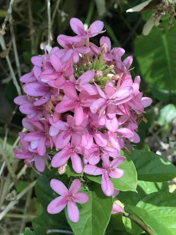 × Ruttyruspolia 'Phyllis Van Heerden'