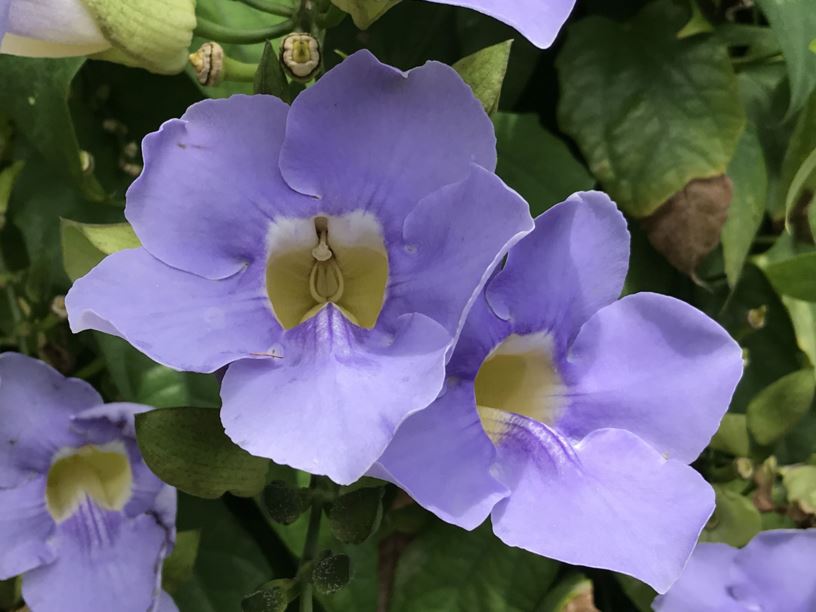 Thunbergia grandiflora - Bengal creeper, sky vine