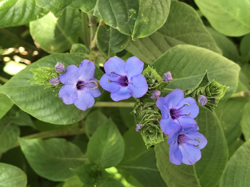 Eranthemum pulchellum - blue sage