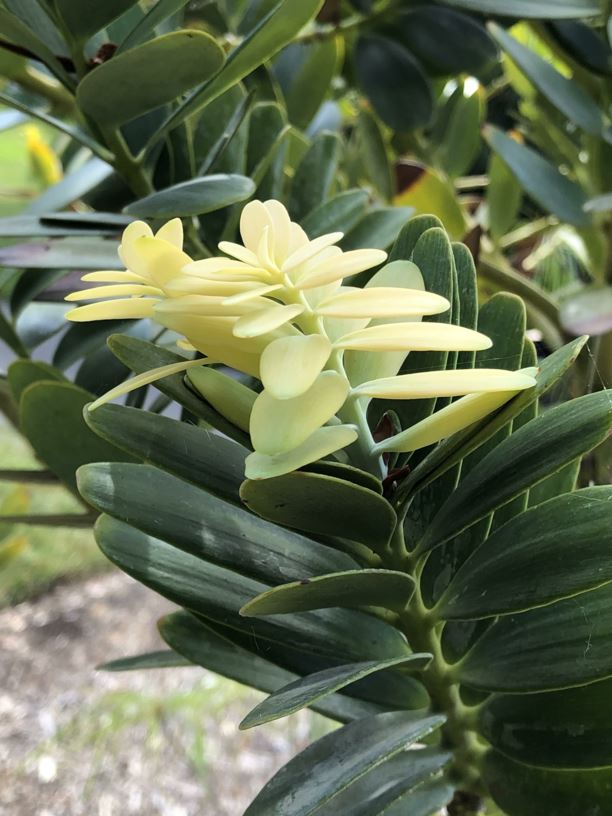 Agathis ovata - Scrub Kauri
