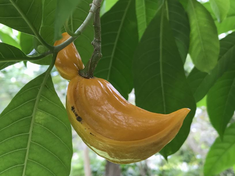 Tabernaemontana litoralis - milky way tree, lechoso