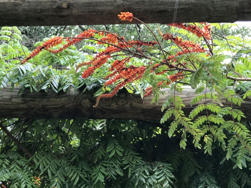 Moullava spicata - candy corn plant