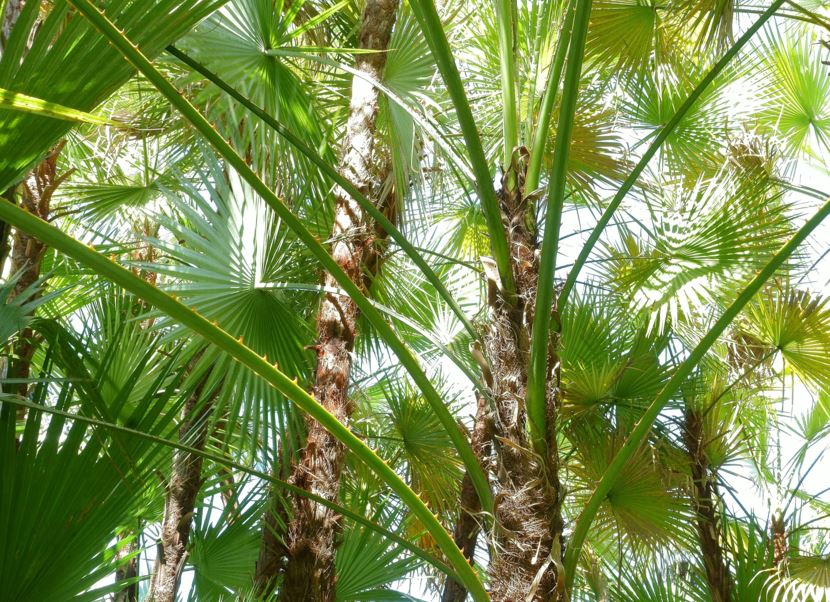Acoelorrhaphe wrightii - paurotis palm, Everglades palm