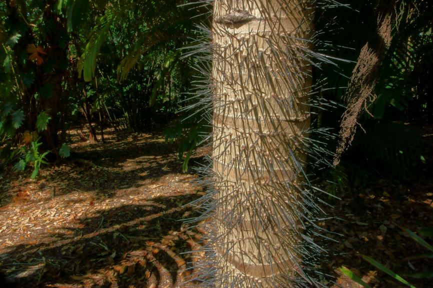 Aiphanes minima Fairchild Botanic Garden