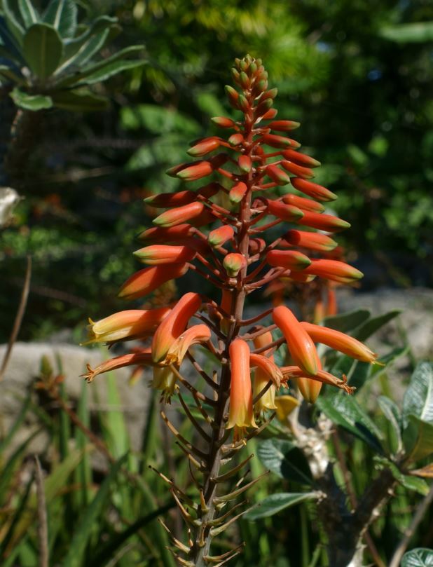 Aloe 'Rooikappie'