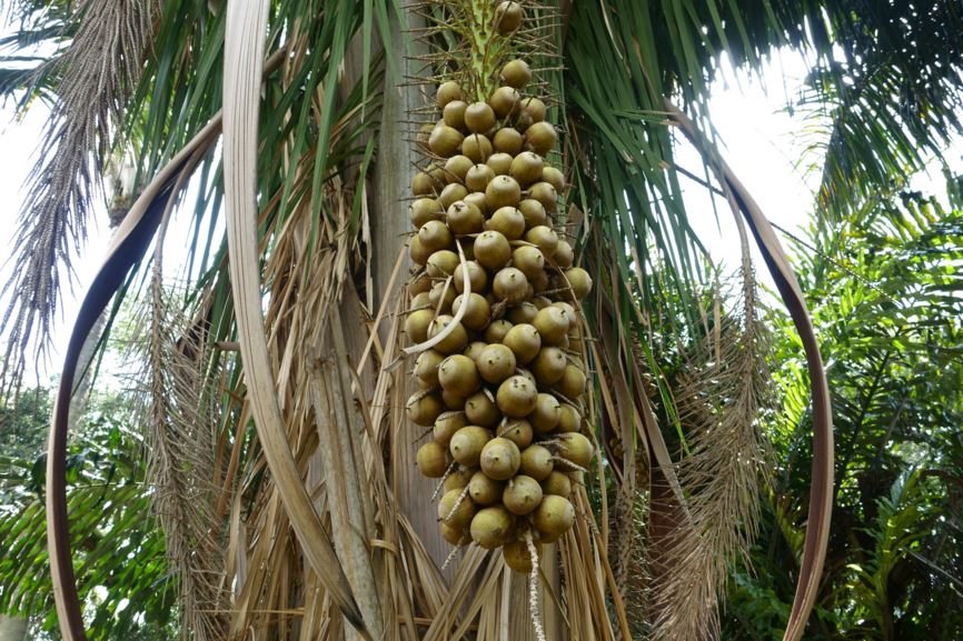 Attalea amygdalina