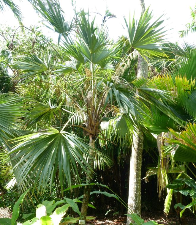 Leucothrinax morrisii - Key thatch palm, brittle thatch palm, Keys thatch palm