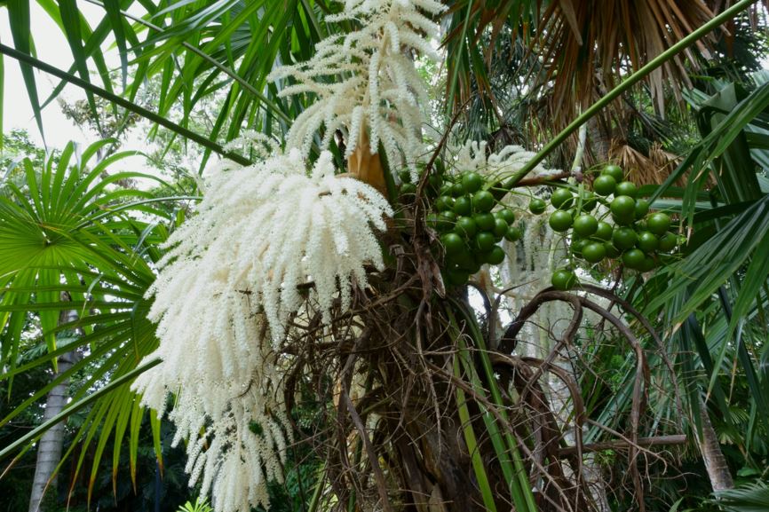 Schippia concolor - Silver Pimento Palm