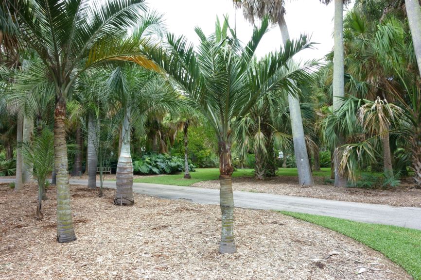 Pseudophoenix sargentii - Sargent palm, Sargent's cherry palm