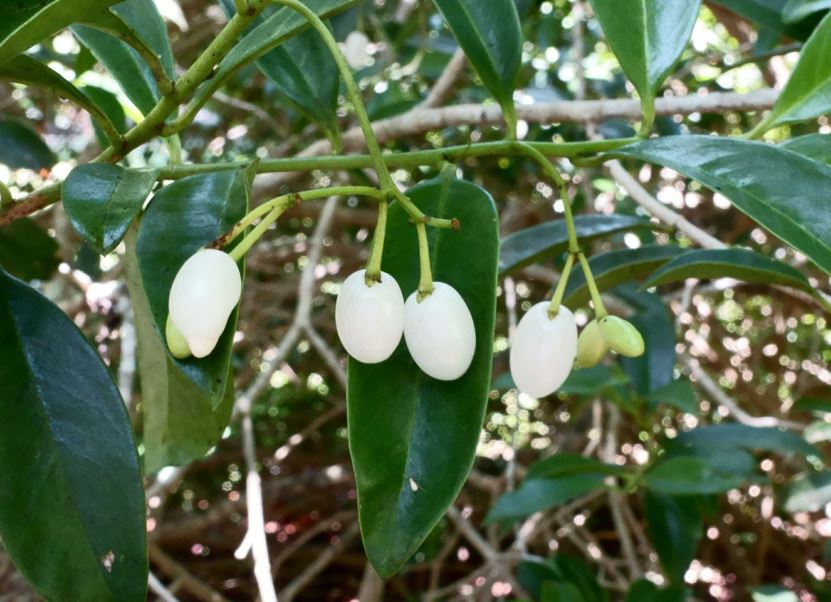 Vallesia antillana - pearl berry, tearshrub