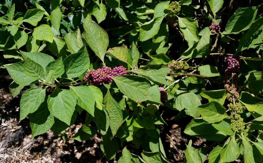Callicarpa americana - American beauty berry