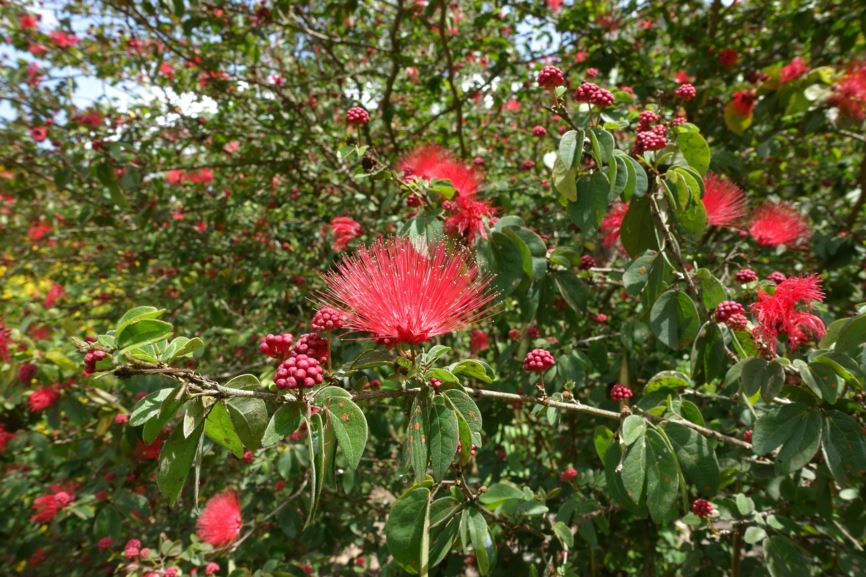 Calliandra haematocephala 'Nana' - dwarf red powderpuff