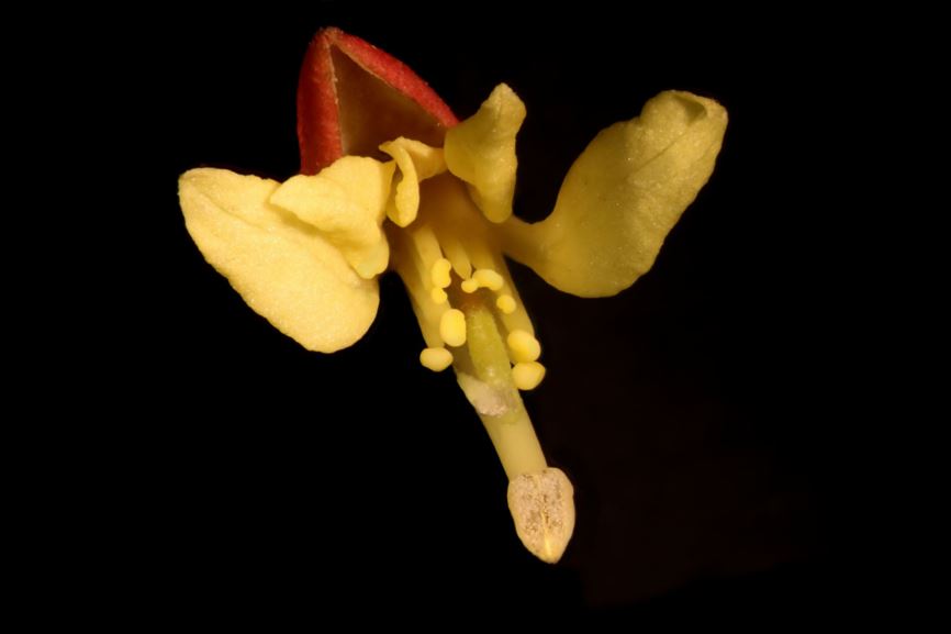 Bauhinia jenningsii