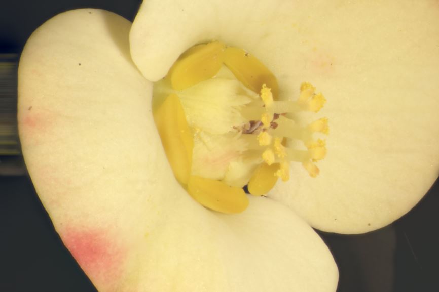 Euphorbia milii × - crown of thorns