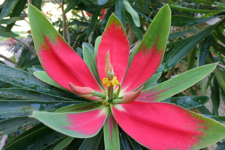 Euphorbia punicea - flame of Jamaica