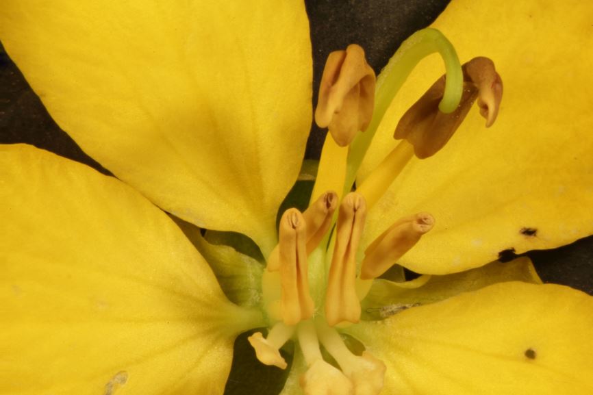 Senna polyphylla - desert cassia, twin senna