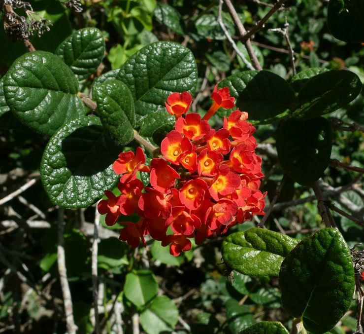 Rondeletia odorata - Panama-rose