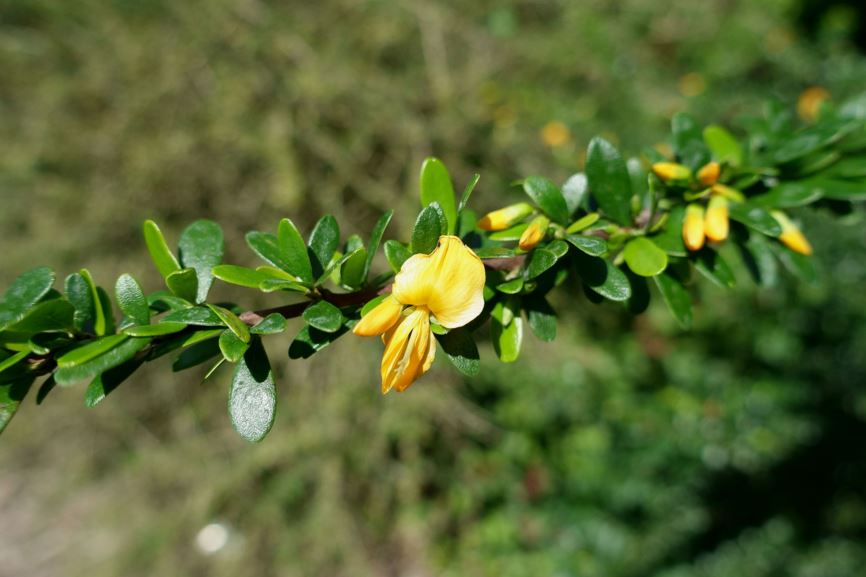 Brya ebenus - West Indian ebony, Jamaican rain tree