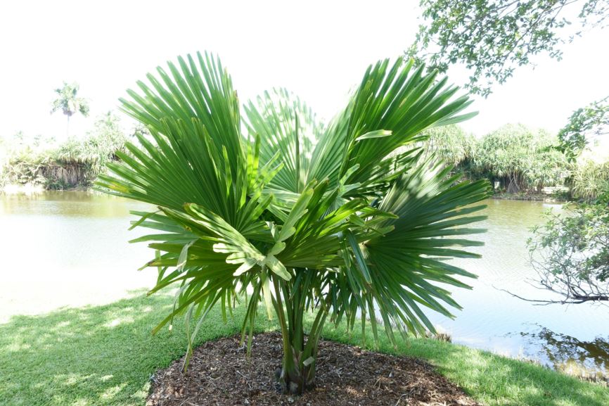 Corypha umbraculifera - talipot palm | Fairchild Botanic Garden