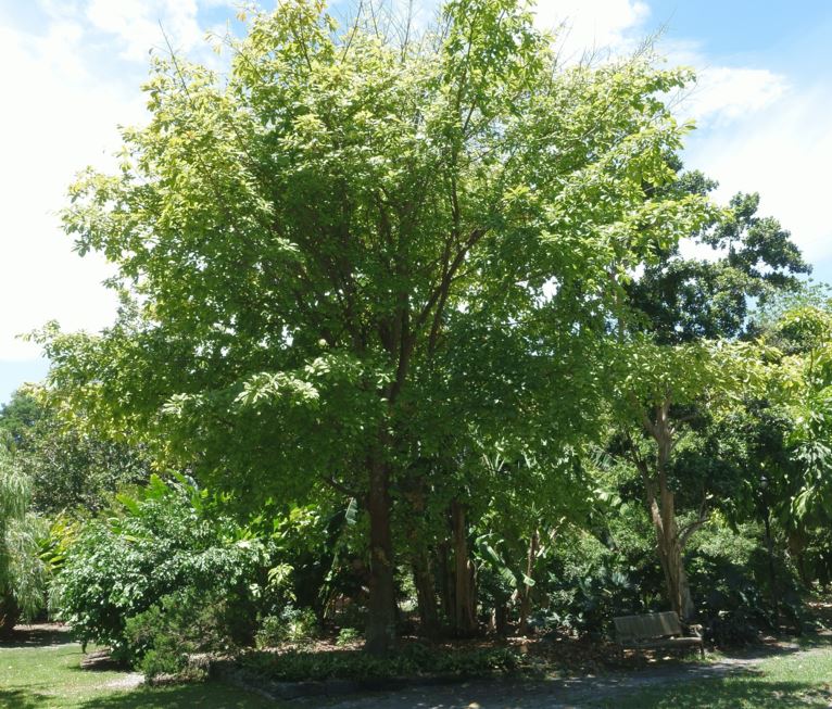 Couroupita guianensis - cannonball tree