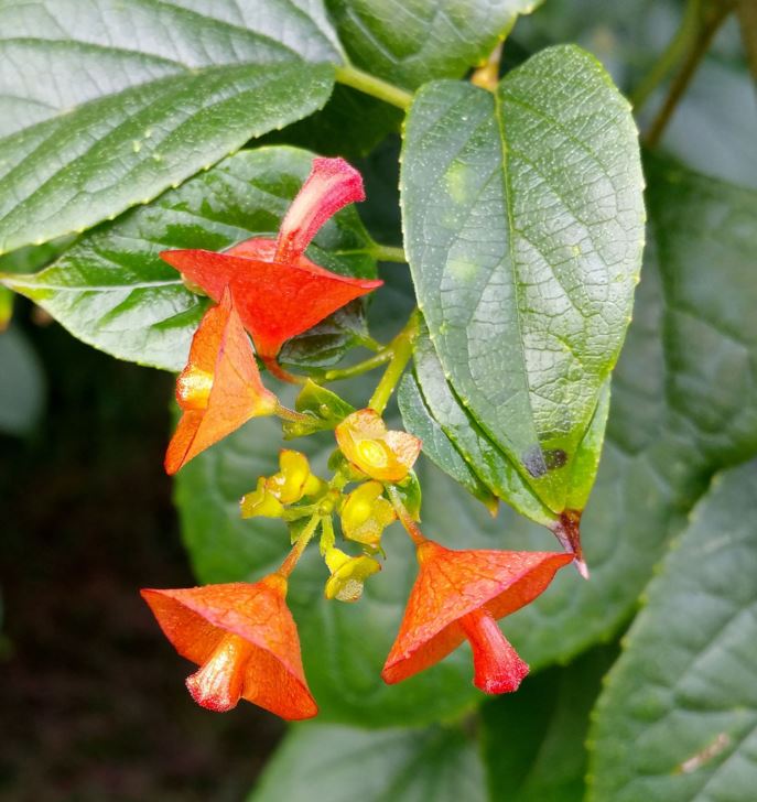 Holmskioldia sanguinea - Chinese hat plant