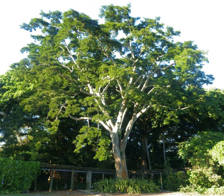 Albizia niopoides var. niopoides