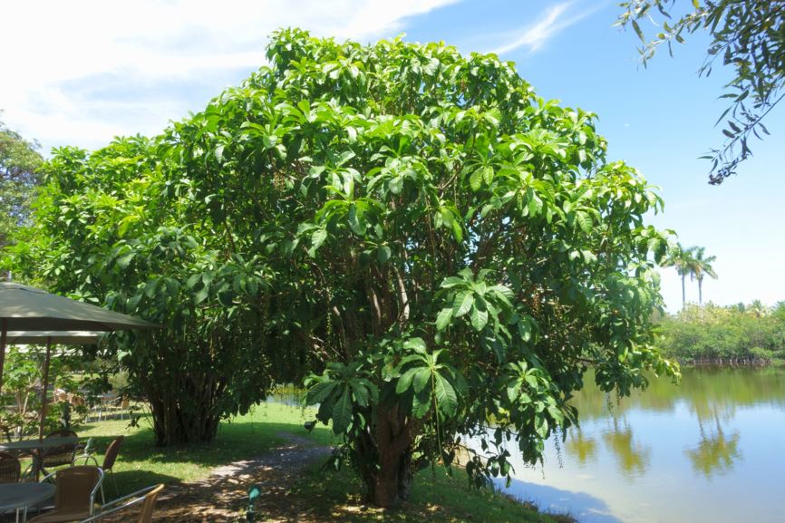 Barringtonia racemosa