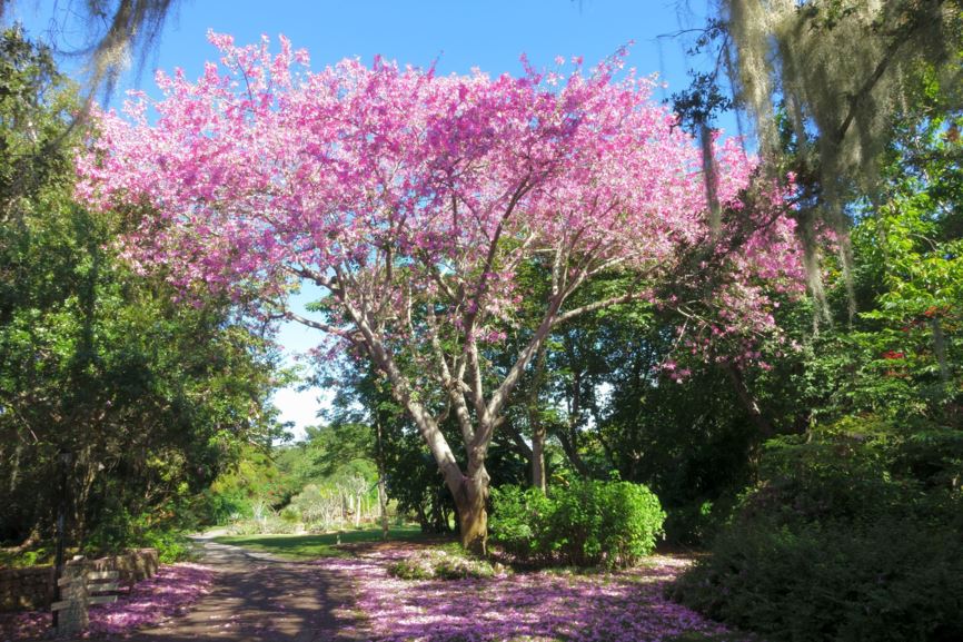 Ceiba speciosa - silk floss tree