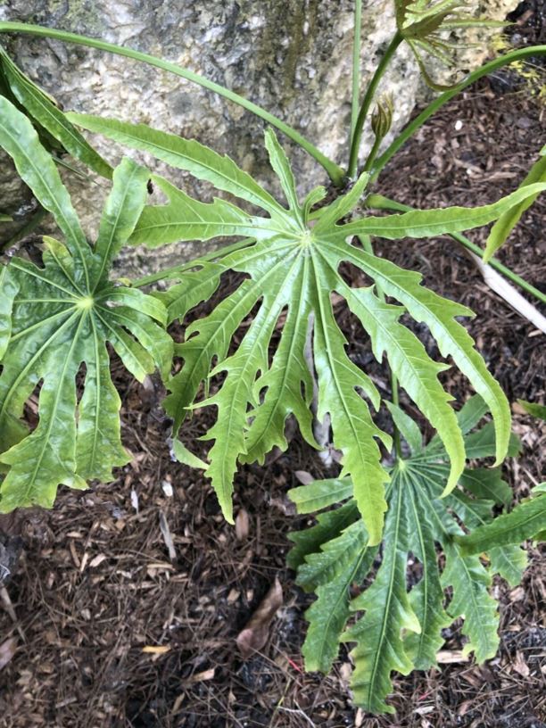 Osmoxylon novoguineense - Old Man's Hand
