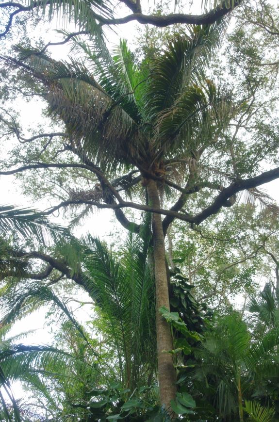 Attalea crassispatha - corossie, kawosie, petit coco