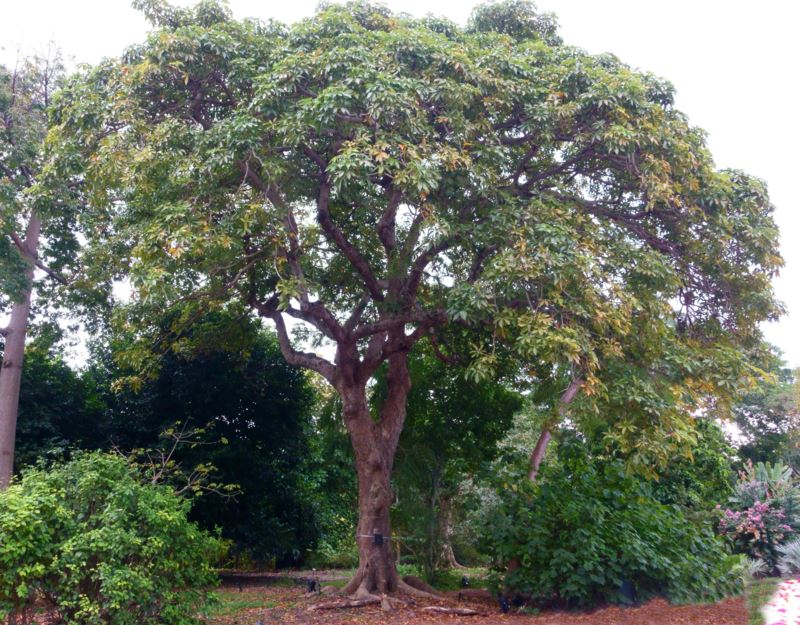 Sterculia foetida - Hazel sterculia