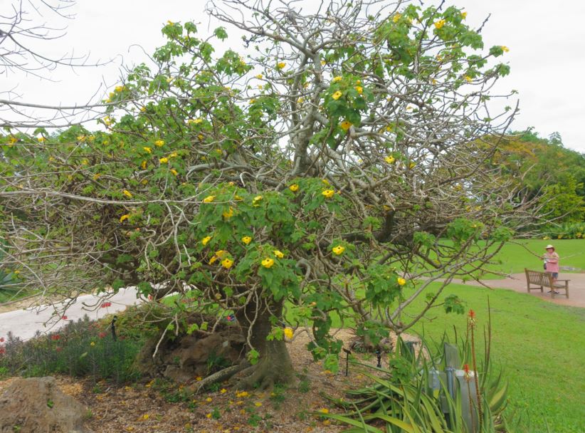 Uncarina grandidieri - mouse trap tree