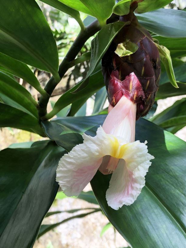 Costus acreanus