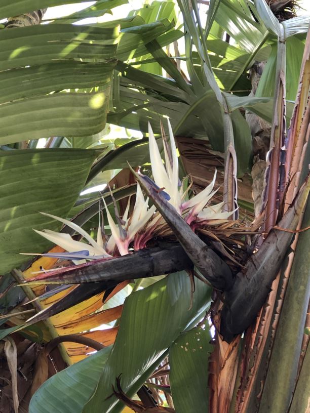 Strelitzia nicolai - white bird of paradise