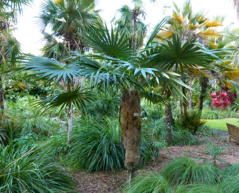 Coccothrinax crinita - old man palm, palma petate